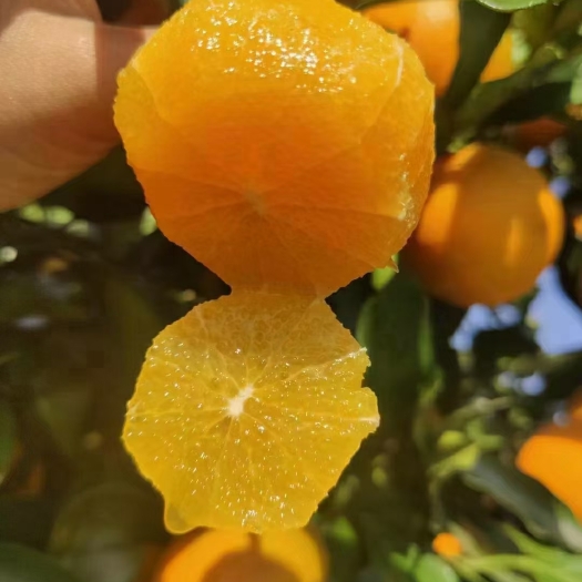 麻阳县自产自销麻阳冰糖橙甜如冰糖而得名
