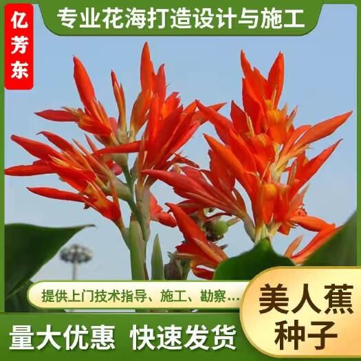 水生植物美人蕉种子多年生耐寒耐旱开口易活易发芽四季播种简单
