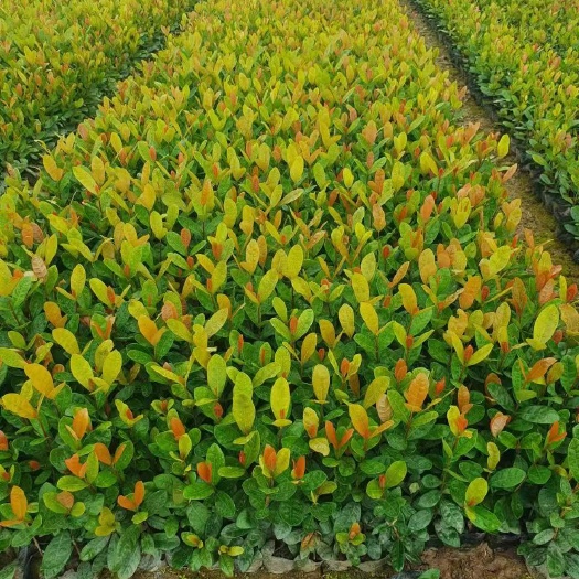 中山市广东中山 龙船花 便宜优惠