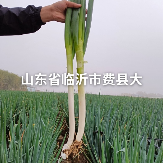 临沂大葱