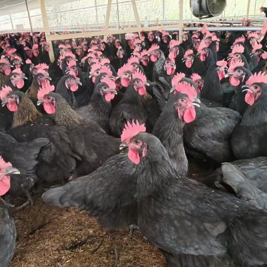 衡南县黑鸡苗黑土鸡苗纯正土黑鸡出壳苗红冠土鸡苗黑毛鸡天露黑母鸡