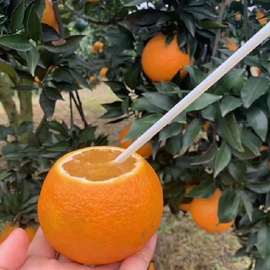 眉山爱媛果冻橙