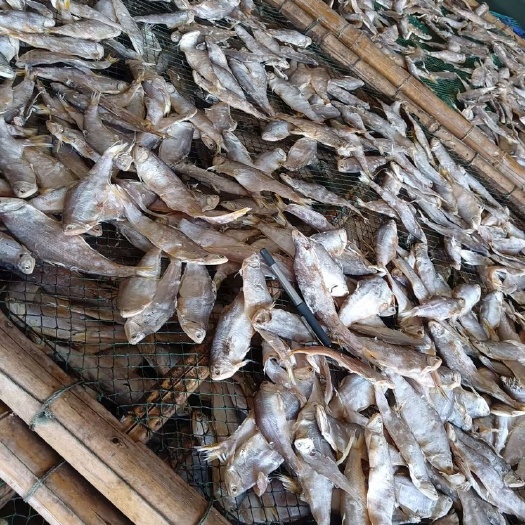 日照【当潮鲜货】新鲜黄鲫鱼黄尖子毛扣鱼油扣马口鱼烤子鱼