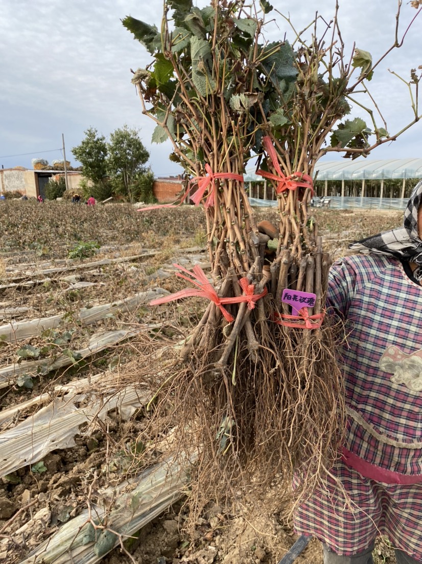 出售占地苗嫁接苗扦插苗高挑