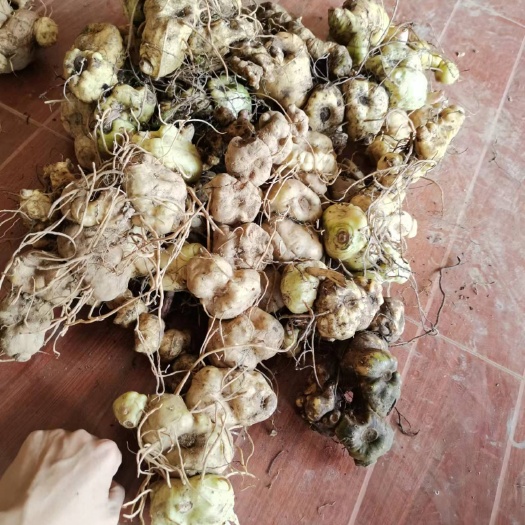 隆林县深山老林自己挖的黄精