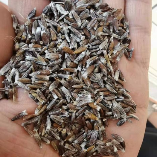 隆化县苍术籽