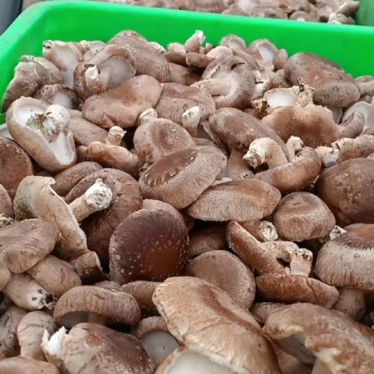 行唐县香菇，种植自家香菇