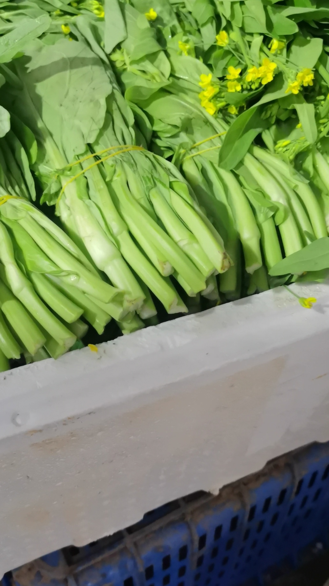 白菜苔大量供货（口感爽脆、甘甜）