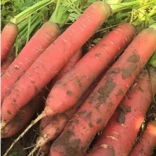 大荔县沙地水果萝卜