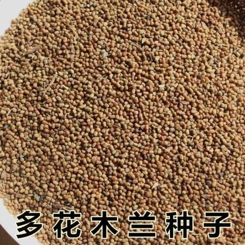 多花木种子，中药材，野生多花木兰。