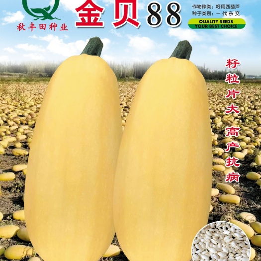 固阳县金贝88   籽用西葫芦