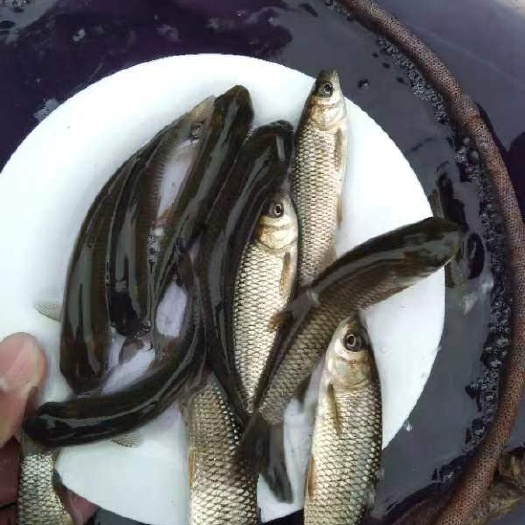 【热销】广草一号草鱼苗，基地直供送货上门，提供技术