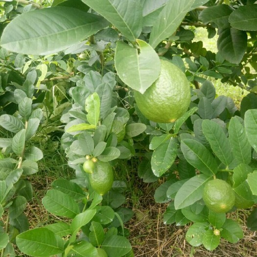 清远《果园直发》广东香水柠檬一级青果 奶茶 手打柠檬茶百亩果园