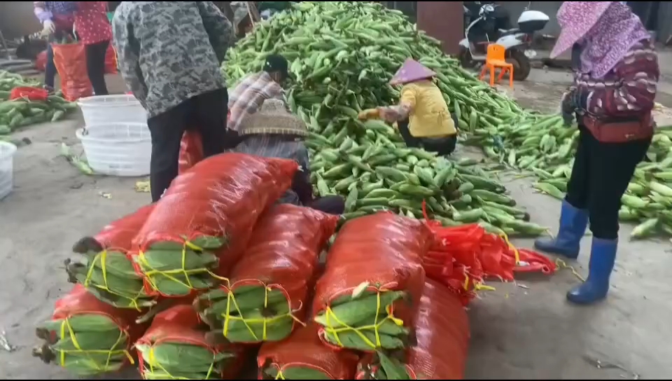 《精品太陽花》大量供應 一手貨源 產地直發(fā)