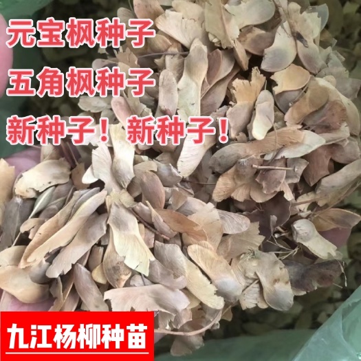 九江今年新采元宝枫种子 五角枫种子价格 产地元宝枫种子批发