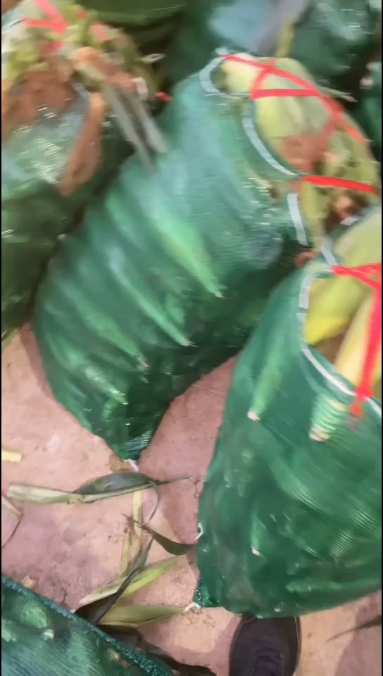 《精品太陽花》大量供應 一手貨源 產地直發(fā)