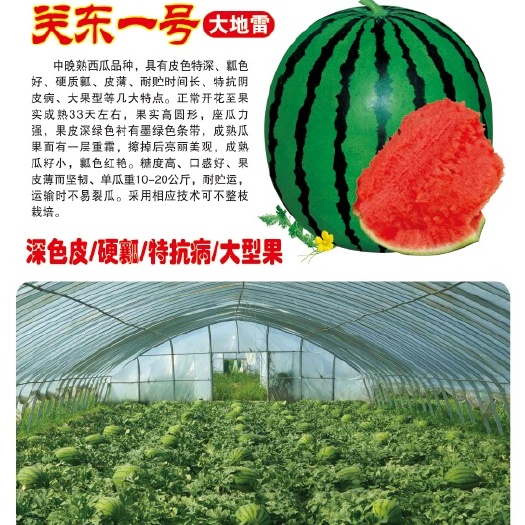 关东一号大地雷【小粒种子，全国各地均可种植】
