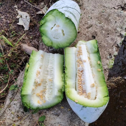 思茅云南本地小香冬瓜