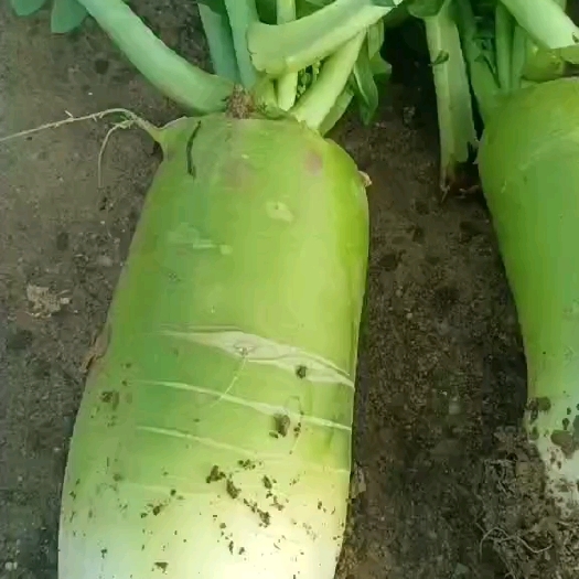 邓州市青萝卜