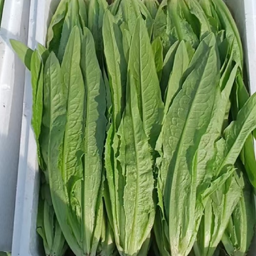 邯郸河北省邯郸市永年区叶菜类主产地，常年货源充足，诚信经营