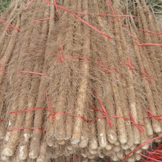 灵宝市铁棍山药货量充足