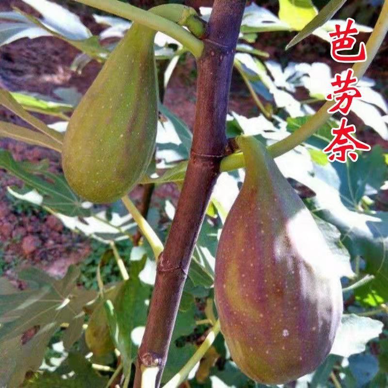 平邑县芭劳奈无花果苗  基地直销现挖现发可签合同保证质量保证品种