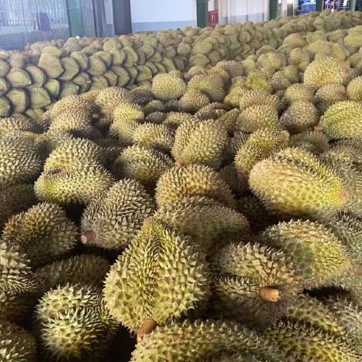 昆明金枕榴莲  软糯香甜  果肉饱满  大量现货  量大从优