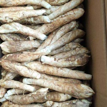 遂溪县竹薯！冬粉薯