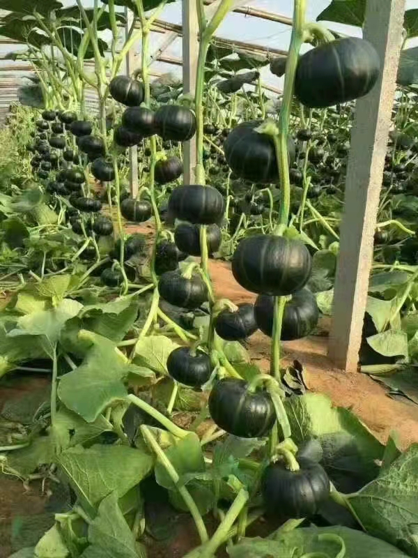 贝贝南瓜苗