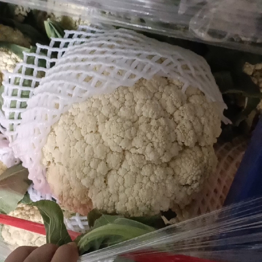 通许县本地80松花菜，青梗白面，小米花，质量不错，价格美丽。