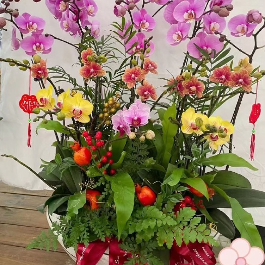蝴蝶兰 组盆蝴蝶兰 大量供应