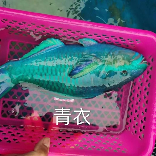 琼海市来自纯净西沙海域孕育的多姿多彩的特色海鱼​品种多，颜值高