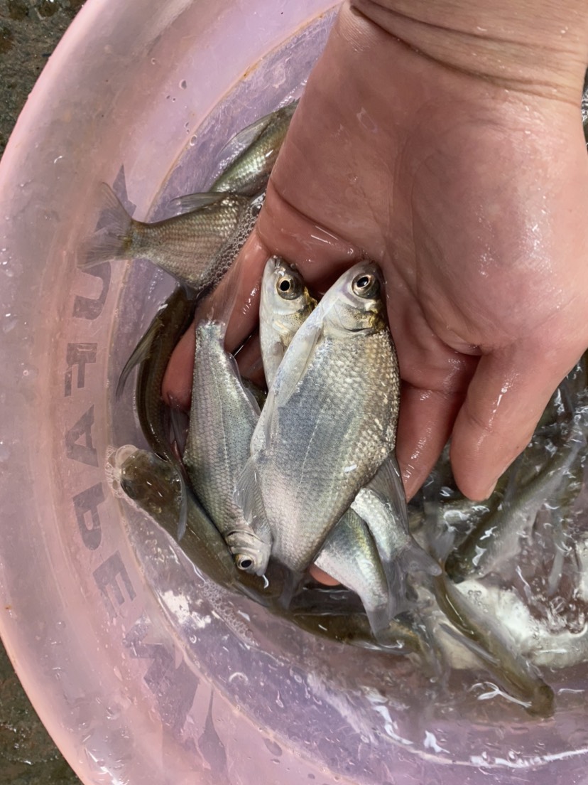 鳊鱼苗按需分拣，死亡包赔，养殖指导，厂家直发，生长快，抗病毒