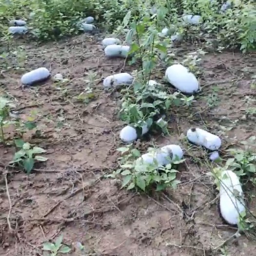 思茅云南本地小香冬瓜