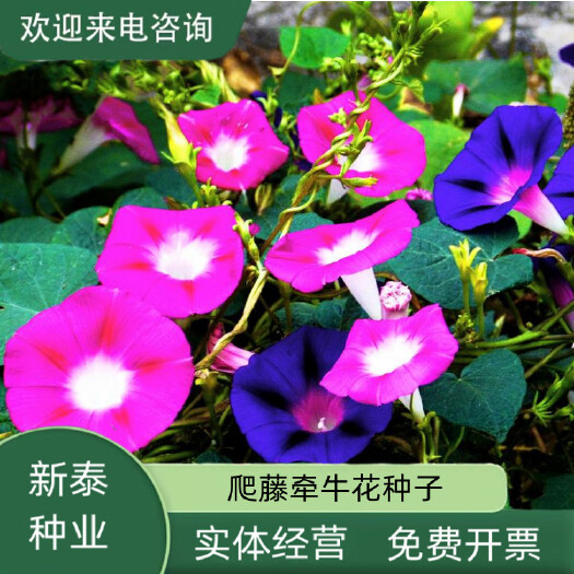 沭阳县爬藤七色喇叭花牵牛花种子四季室内阳台庭院垂吊盆栽多年生籽