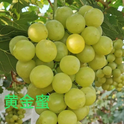 卢龙县葡萄苗  黄金蜜葡萄苗  质优价廉  一手货源