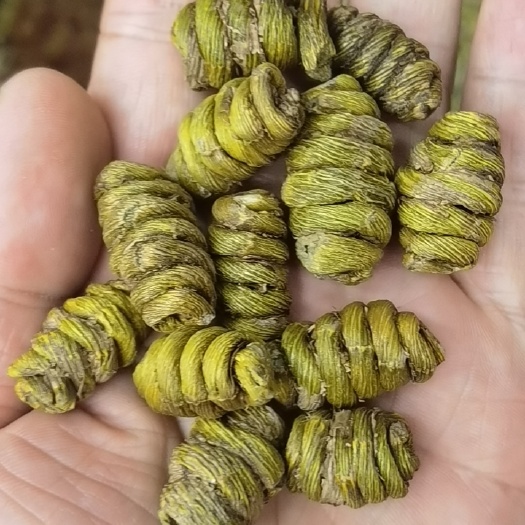 昆明枫斗