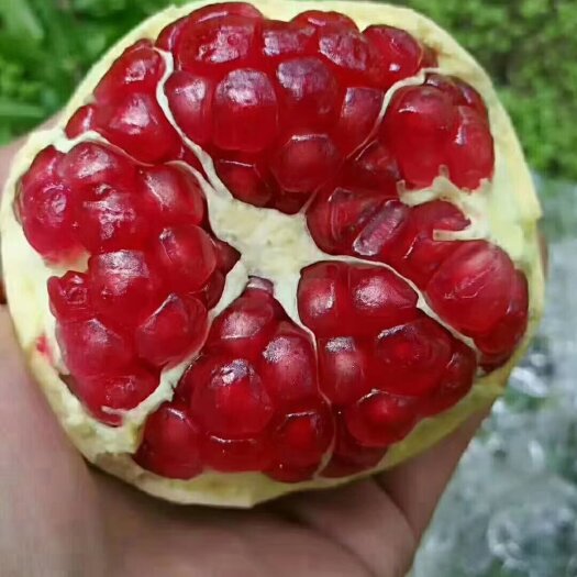 礼泉县红石榴
