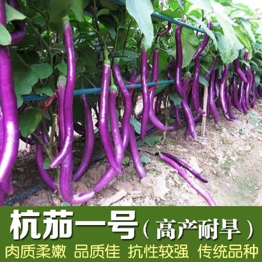 邵东市紫龙杭茄种子超长茄子种子紫色茄子种子茄种子早熟长茄种子