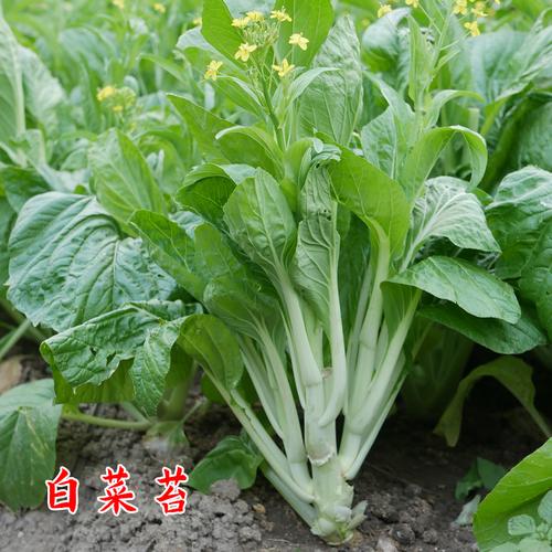 白菜苔大量供货（口感爽脆、甘甜）