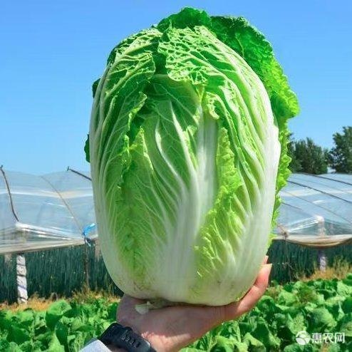 夏阳白菜，现摘现发，支持整车