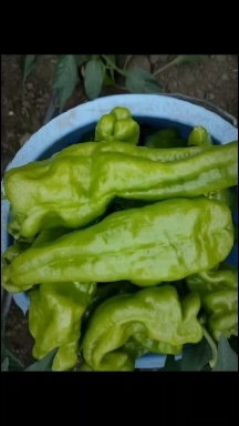 上蔡县泡椒 黄皮泡椒 河南泡椒 鲜辣椒 现摘现发 质量保证