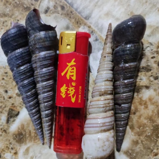 广州鲜活钉螺 去尾免处理 新鲜 海螺丝 钉螺 海鲜水产 钉螺