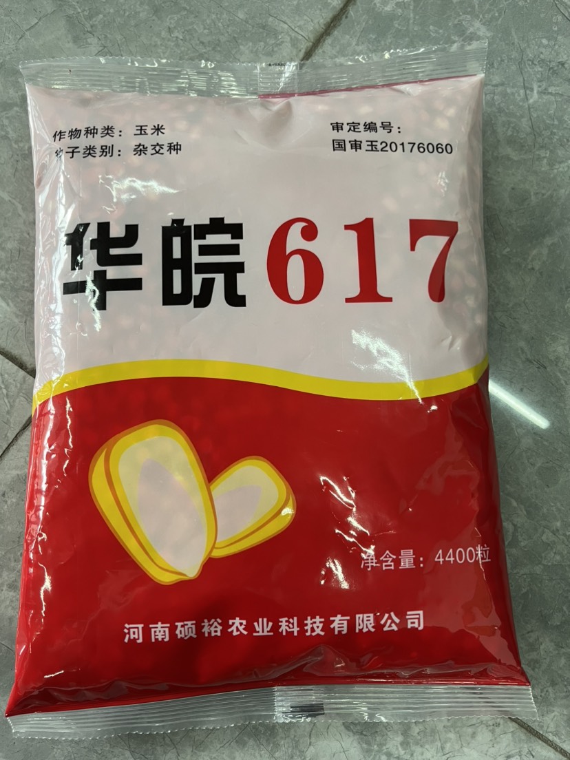 郑州隆平高科华皖617玉米种子，抗病抗倒抗绣病，耐高玉米种子，