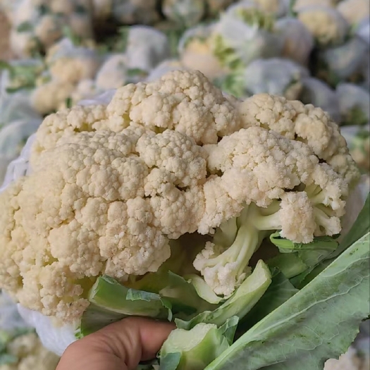 商河县白色菜花，