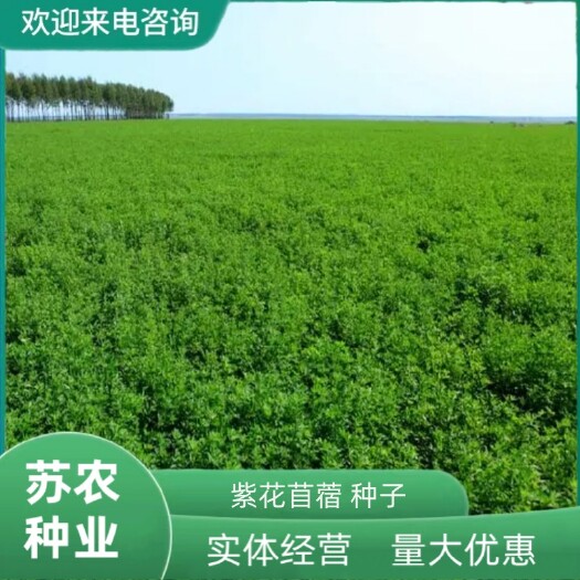 紫花苜蓿种子猪牛羊兔鸡鸭鹅多年生四季养殖牧草苜蓿草籽鱼草种籽