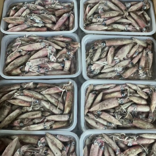 东山县灯照活小管，一口管，子弹管，现货五千盒