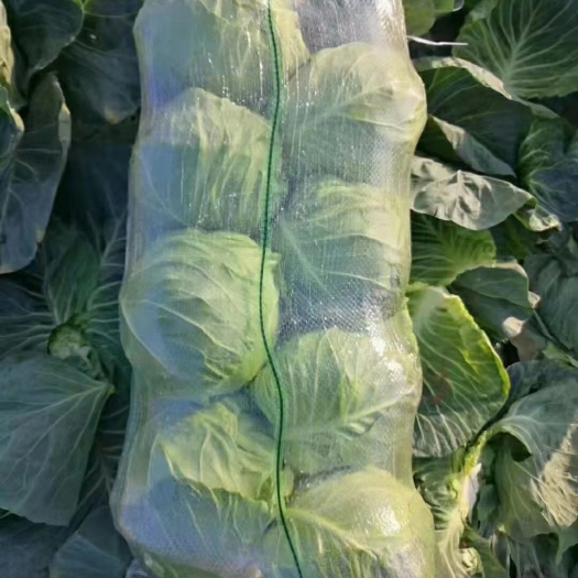 邯郸河北省邯郸市新鲜圆包菜 整颗发货 新鲜直达 产地直销
