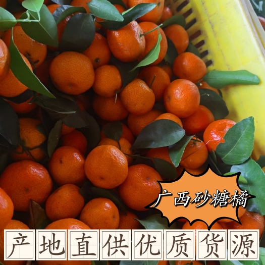 广西砂糖橘，沙糖桔 一手货源 品质保障 全国发货