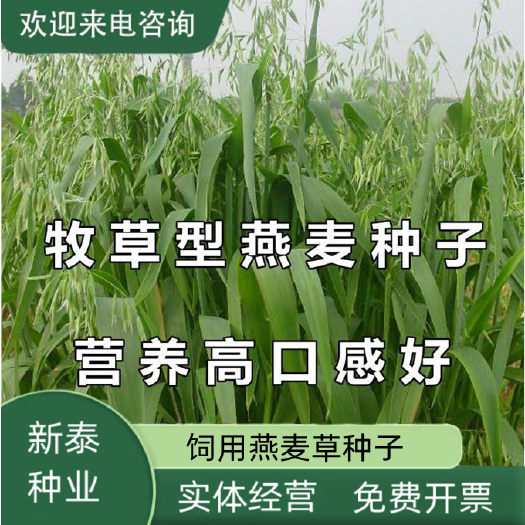 饲用燕麦草种子养殖牧草耐寒种籽高 产鱼饲料草籽绿肥牛羊草